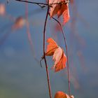 Couleurs d'automne