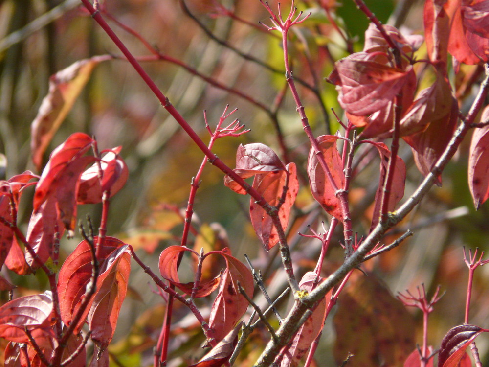 couleurs d'automne