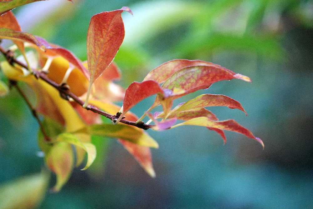 Couleurs d'automne