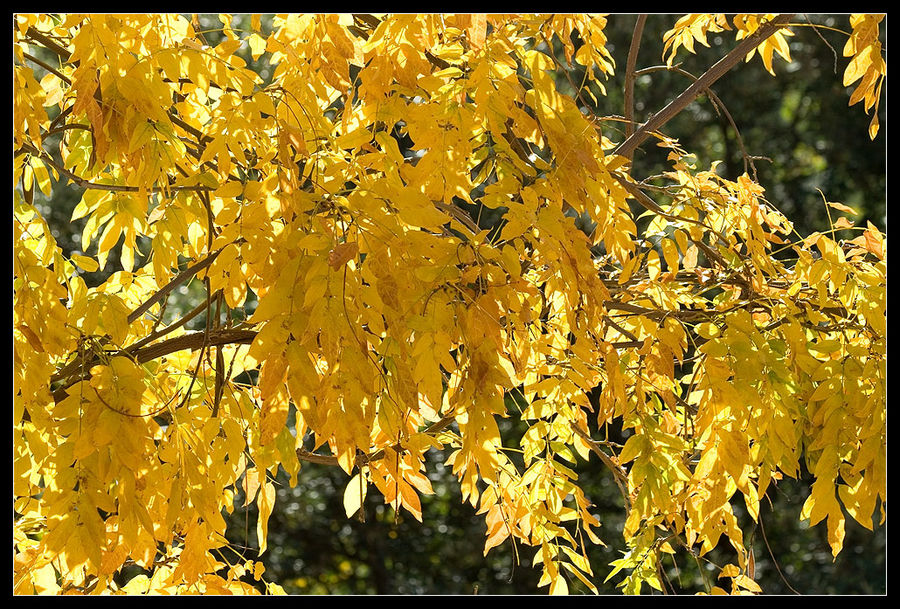 couleurs d'automne...