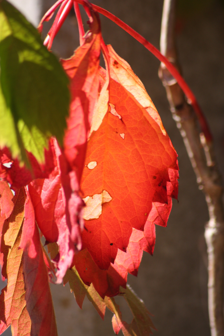 Couleurs d'automne