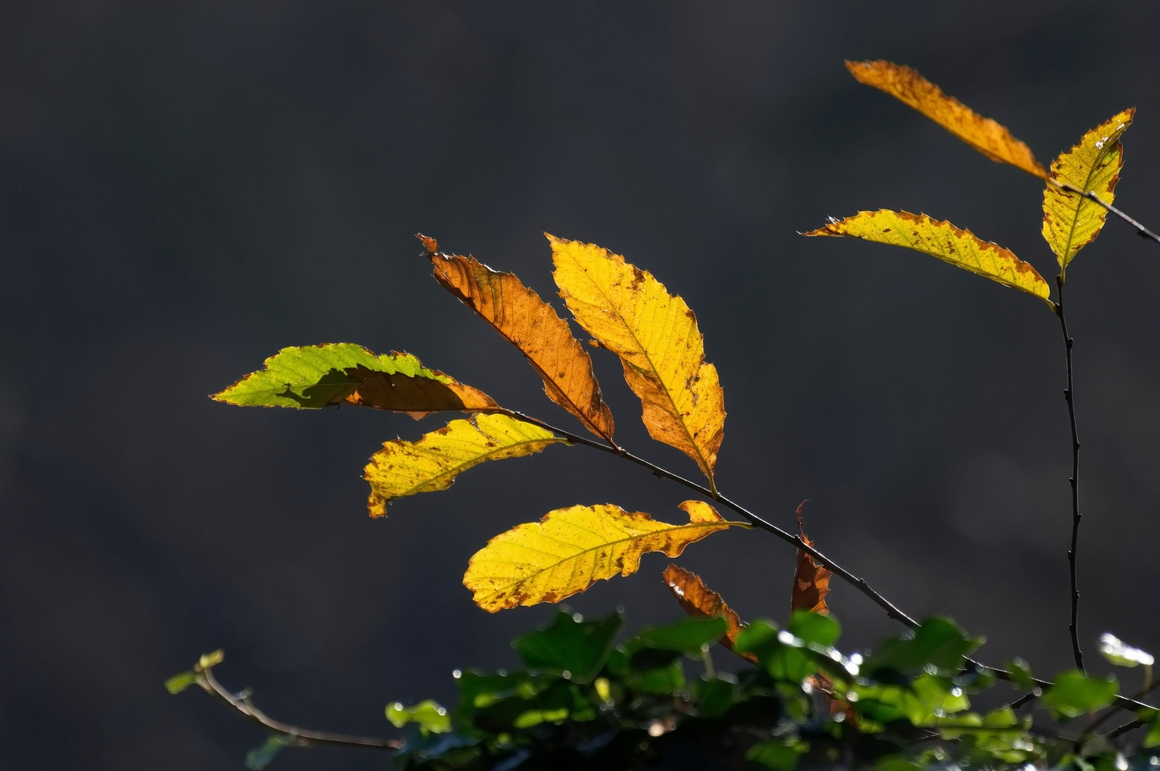 Couleurs d'Automne.