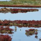 couleurs d'automne !