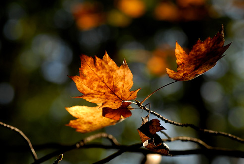 Couleurs d'Automne