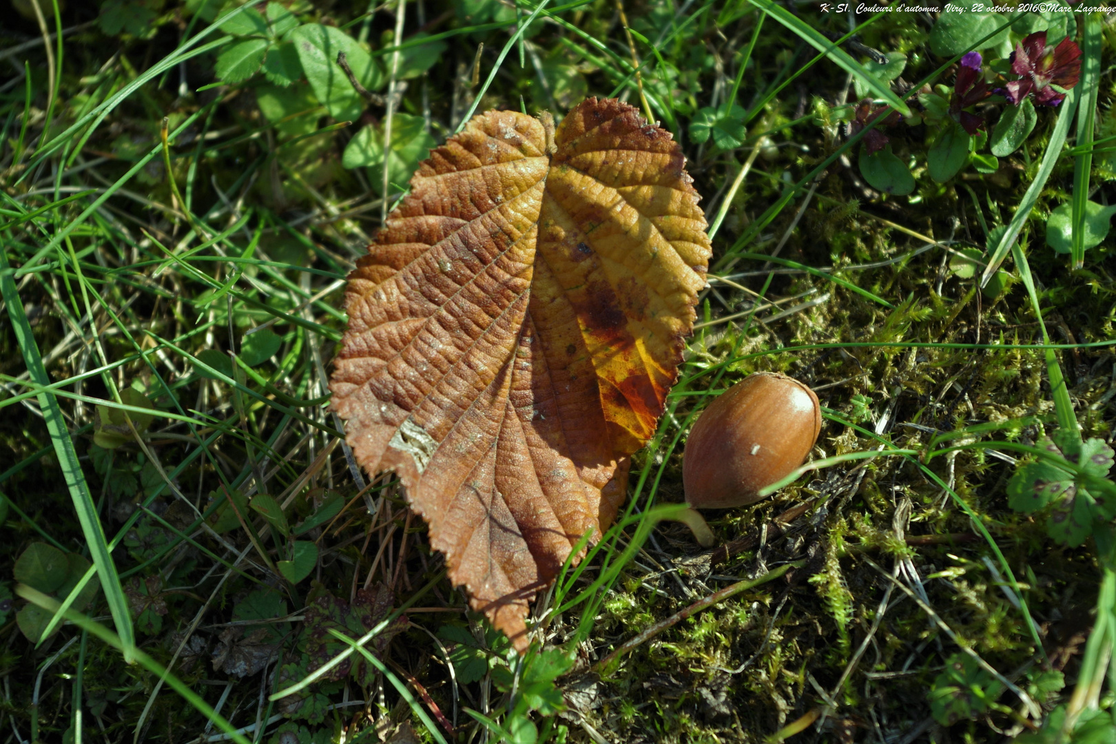 Couleurs d'automne