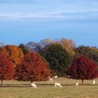 Couleurs d'automne