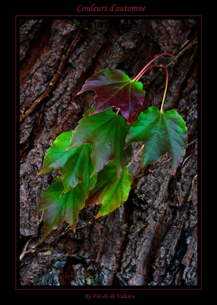 Couleurs d'automne