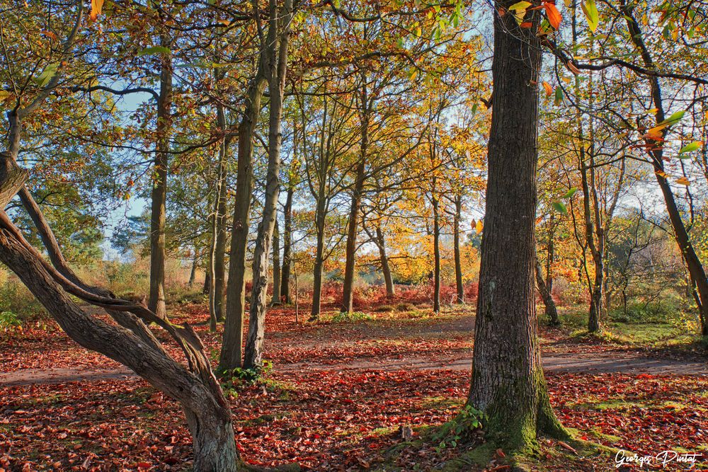 Couleurs d'automne