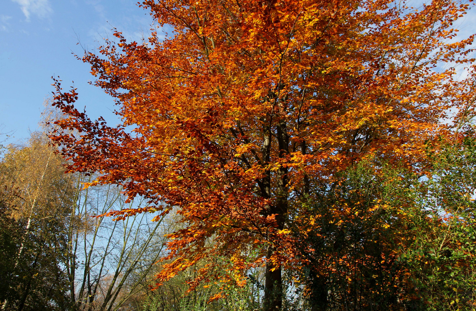 Couleurs d'automne