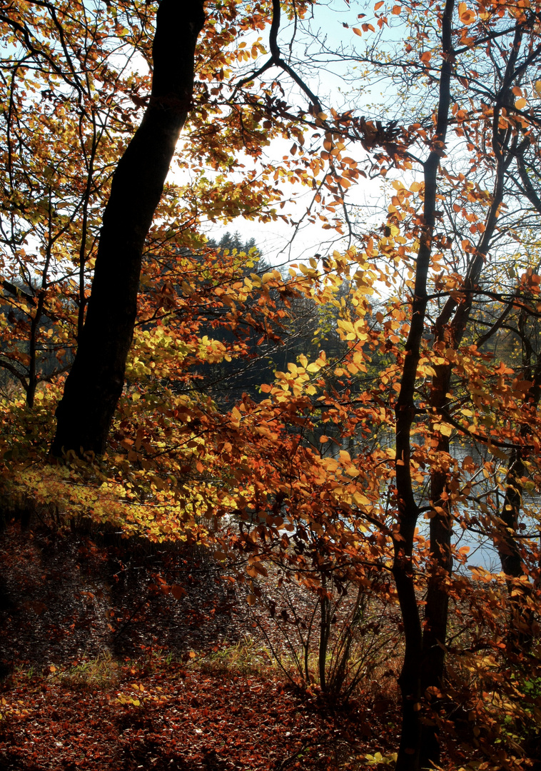 couleurs d'automne