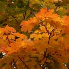...couleurs d'automne !!!...