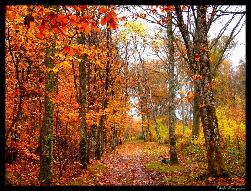 Couleurs d'automne