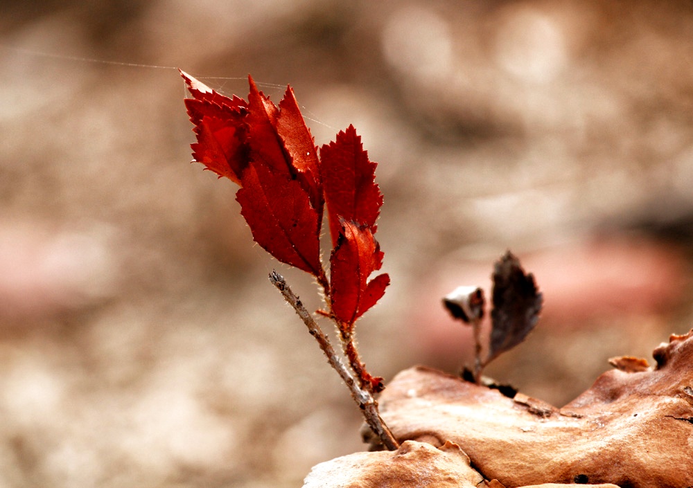 couleurs d'automne !