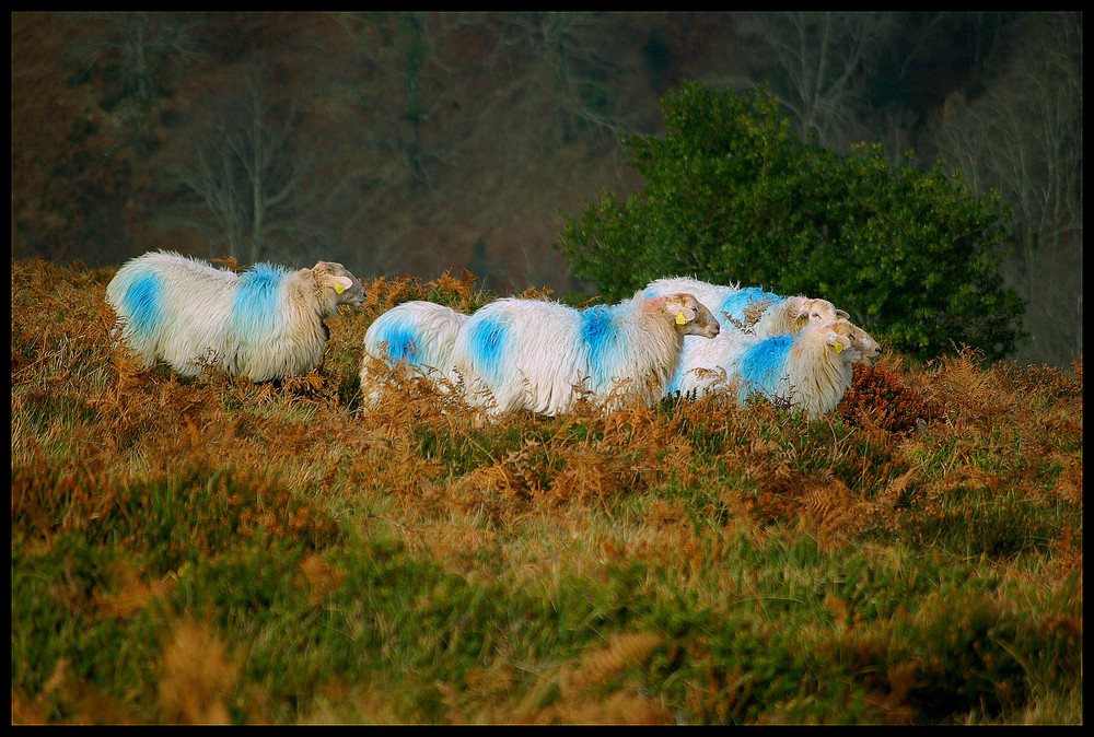 Couleurs d'automne au Pays-Basque