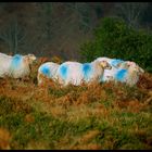 Couleurs d'automne au Pays-Basque