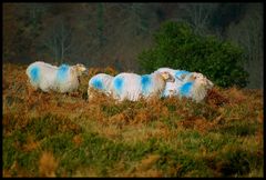 Couleurs d'automne au Pays-Basque