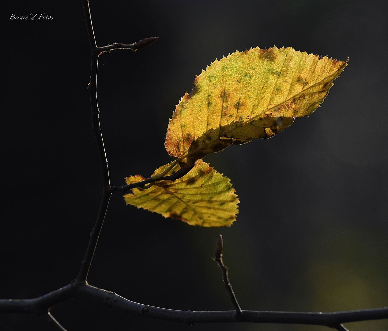 Couleurs d'automne