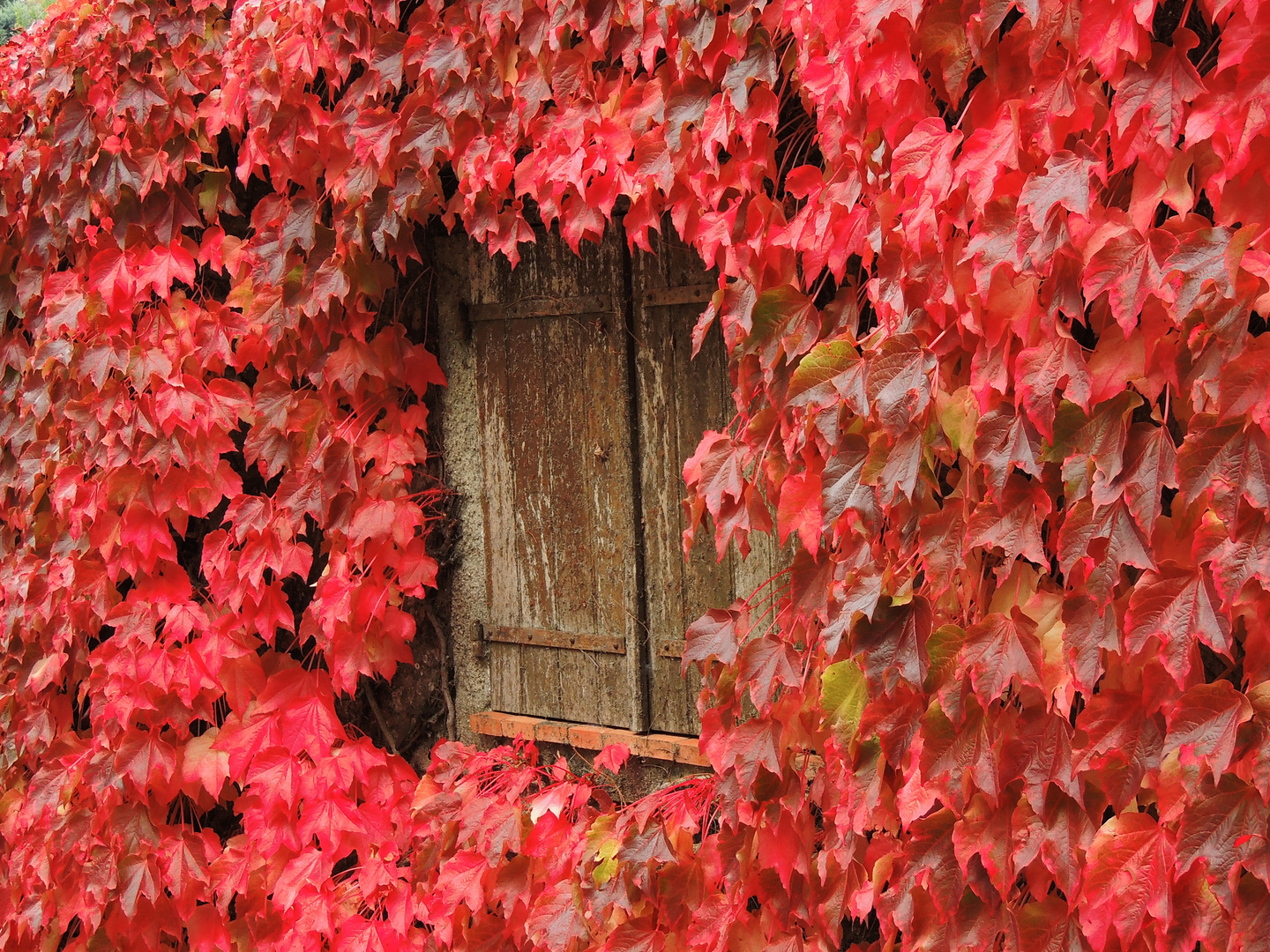 Couleurs d'automne