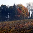 couleurs d'automne