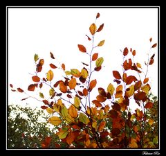 Couleurs d'automne