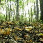 couleurs d'automne dans les bois