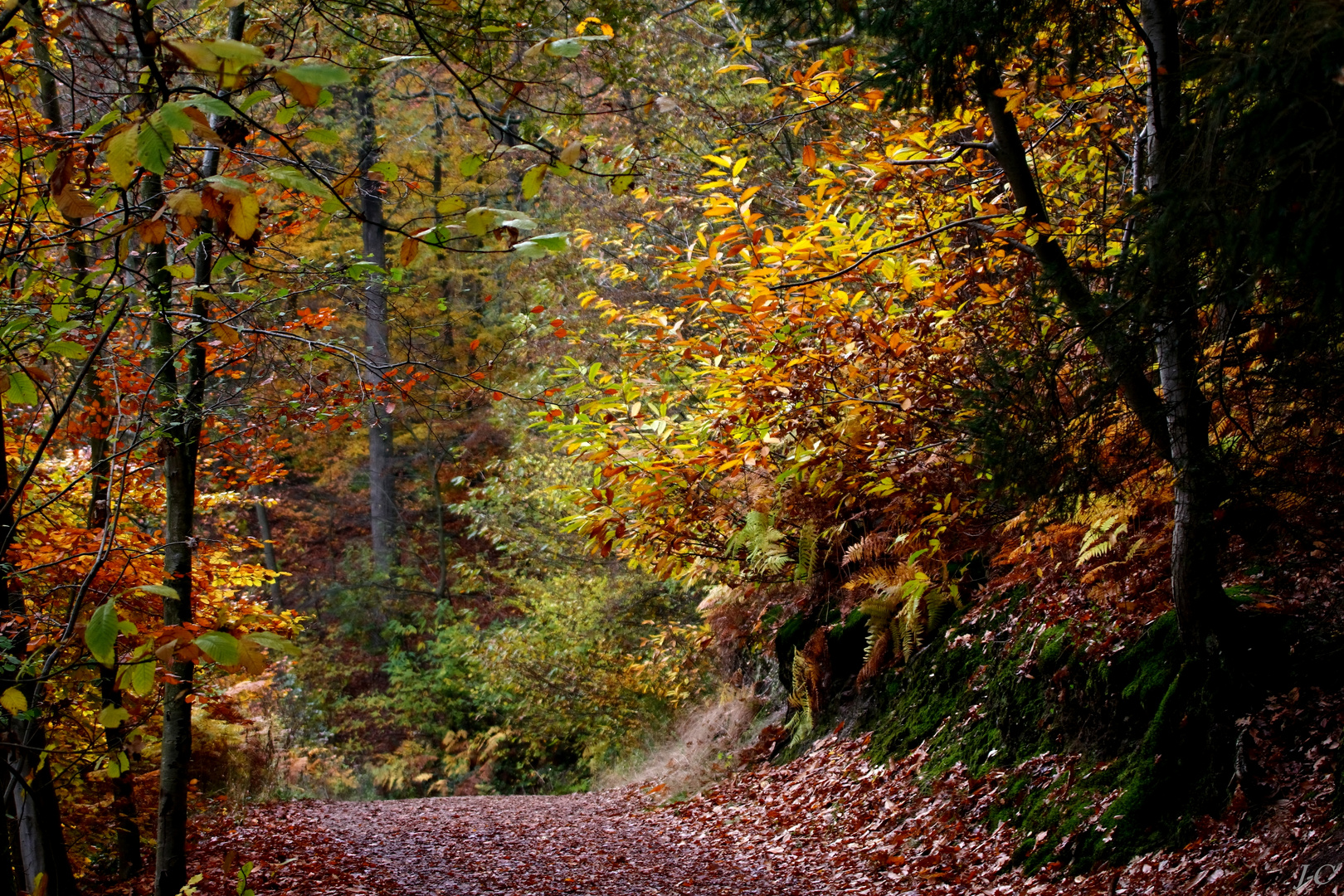 " Couleurs d'automne "