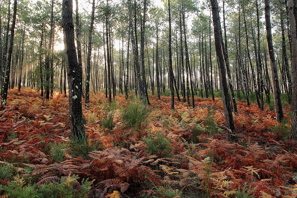 couleurs d'automne !!!