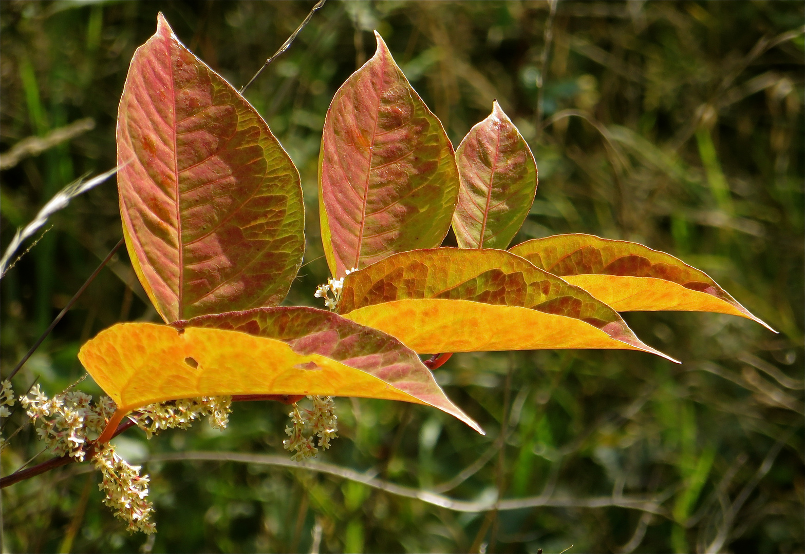 ...couleurs d´automne !!!...