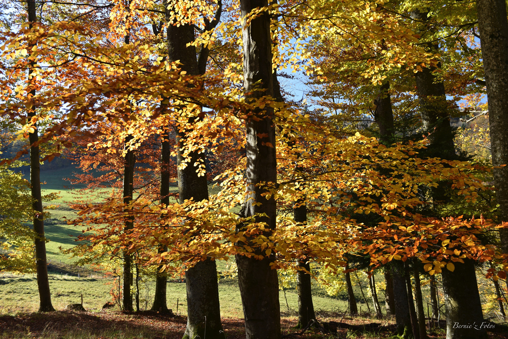 Couleurs d'automne