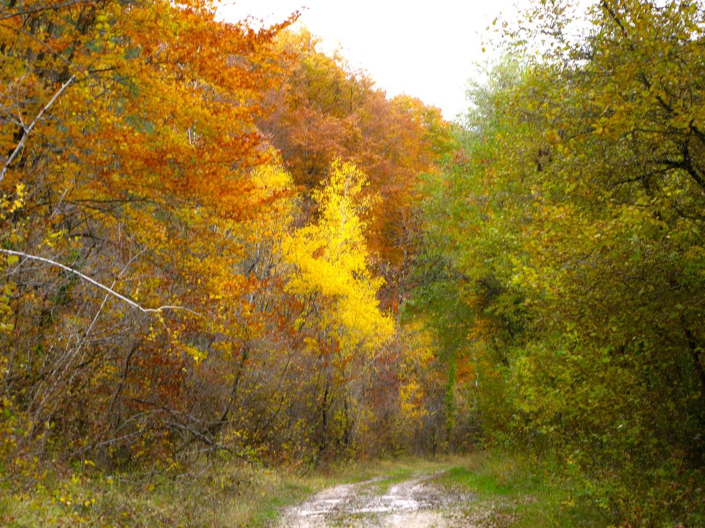 Couleurs d'automne...