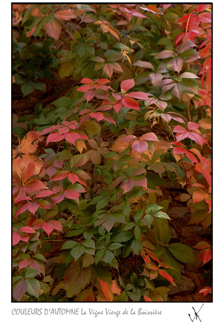 COULEURS D'AUTOMNE LA VIGNE VIERGE DE LA BOISSIERE IMPRIMABLE 65-100