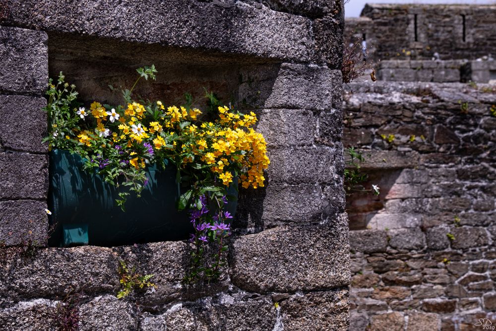 Couleurs de Bretagne (6) photo et image | france, nature, fleurs Images