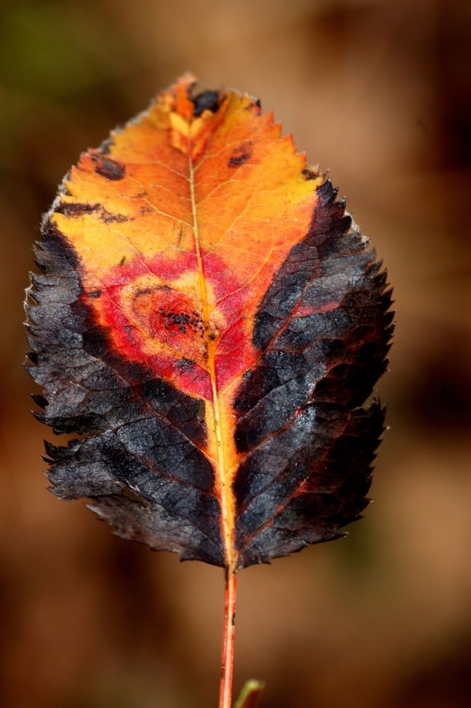 couleurs de feuille