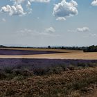 Couleurs de juillet  à Valensole 