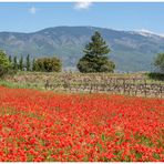 Couleurs de la Provence 2