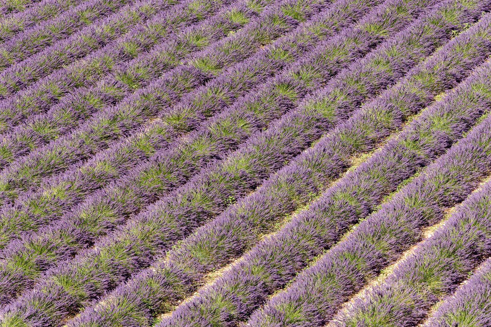 Couleurs de la Provence I