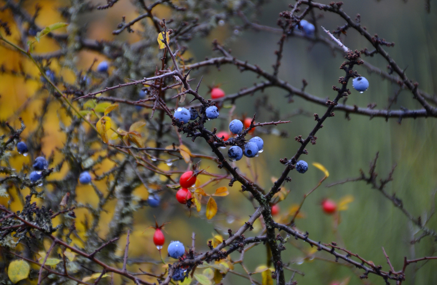  *couleurs de l'automne *