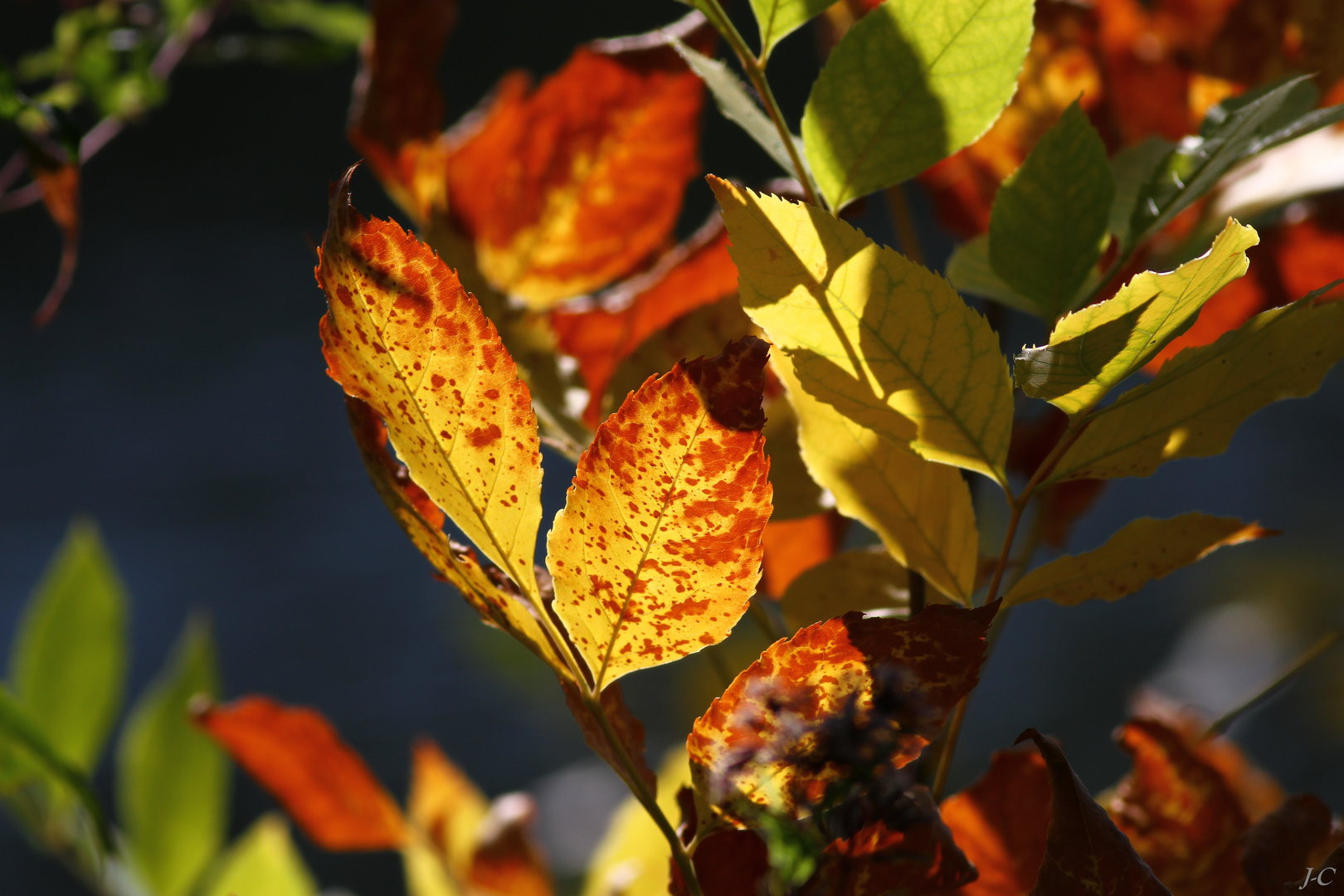 " Couleurs de l'automne "