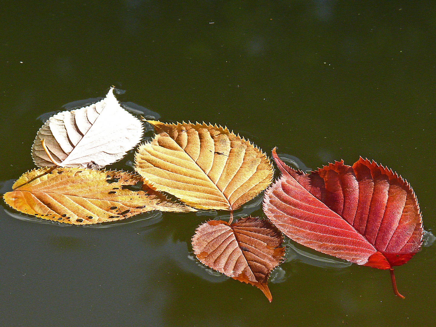 Couleurs de l'automne