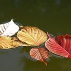 Couleurs de l'automne