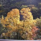 Couleurs de l'automne à Berga