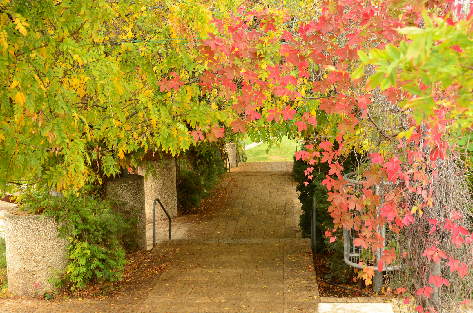 couleurs de l'automne a Jerusalem