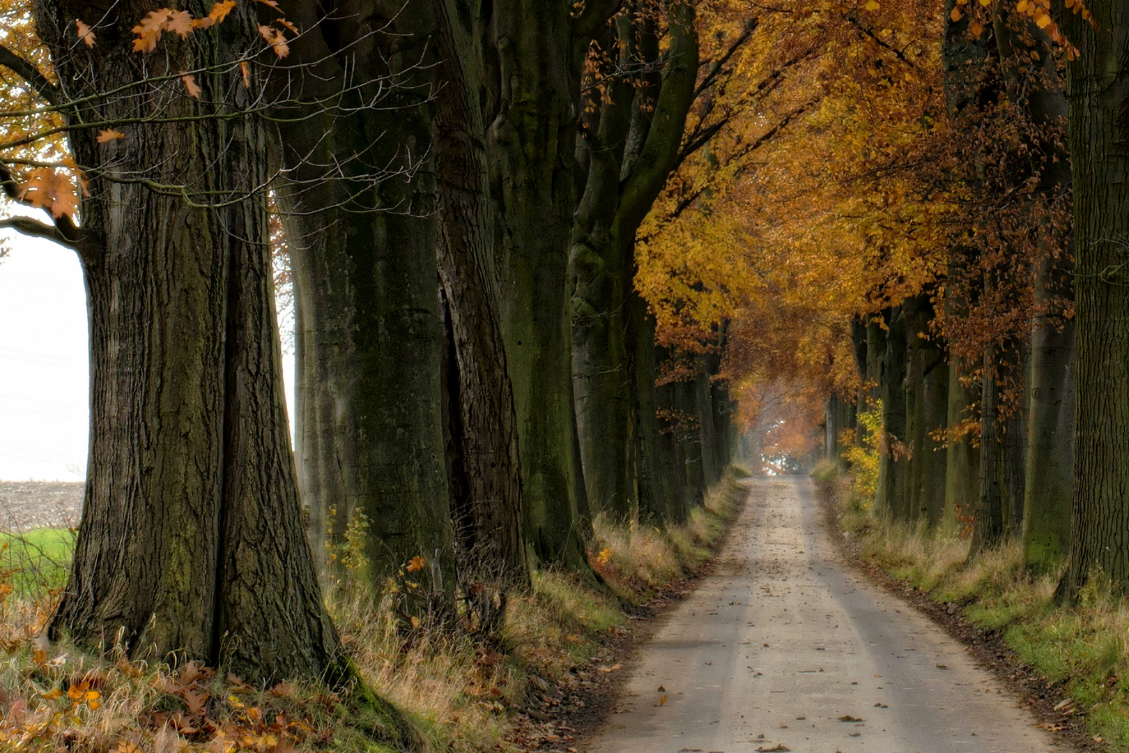 Couleurs de l'automne