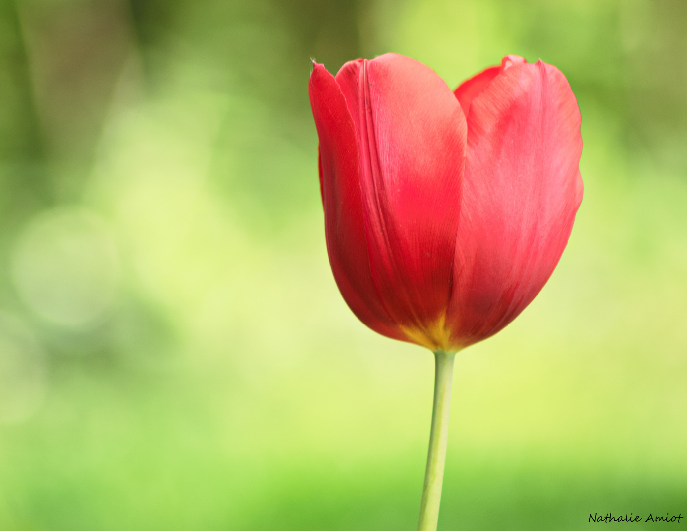 Couleurs de Printemps