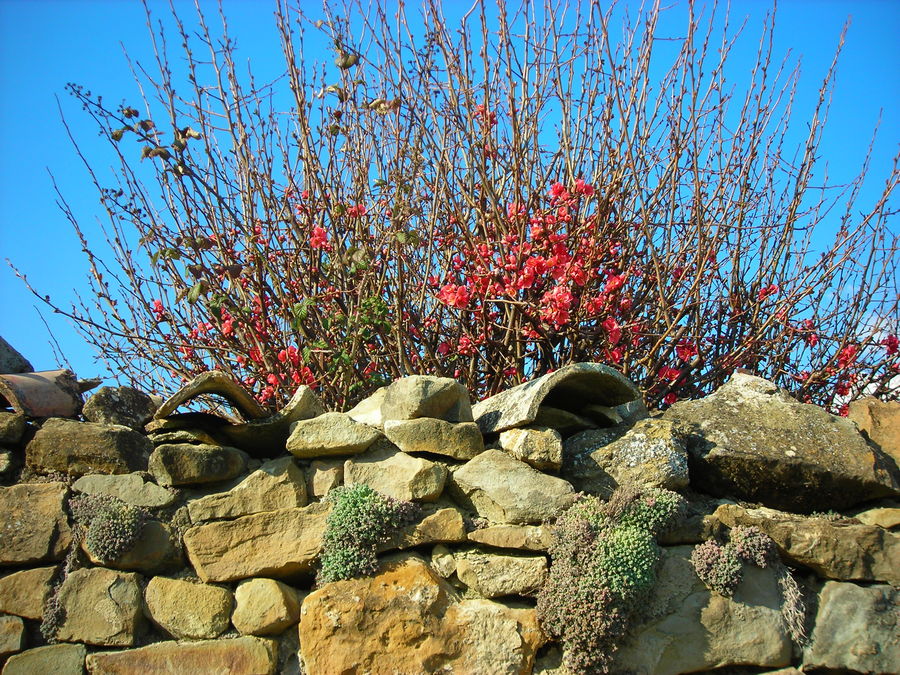 Couleurs de printemps