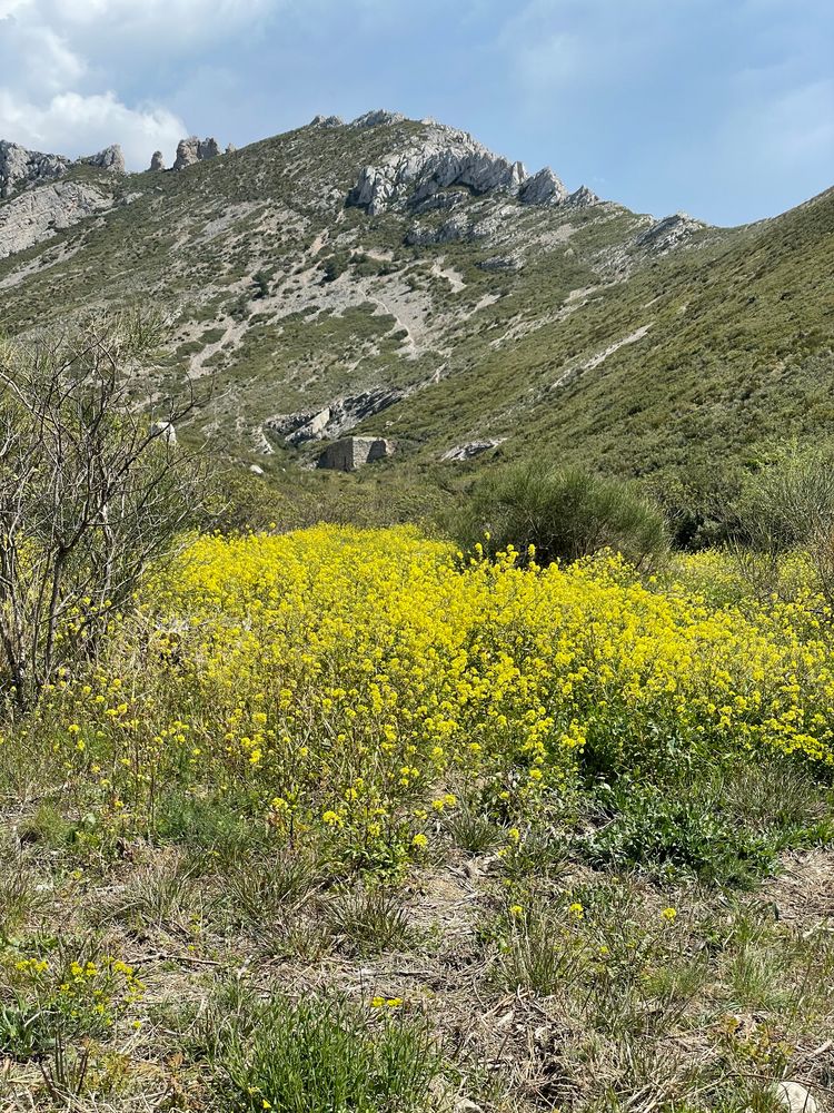 Couleurs  de printemps  en colline