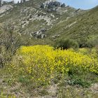 Couleurs  de printemps  en colline