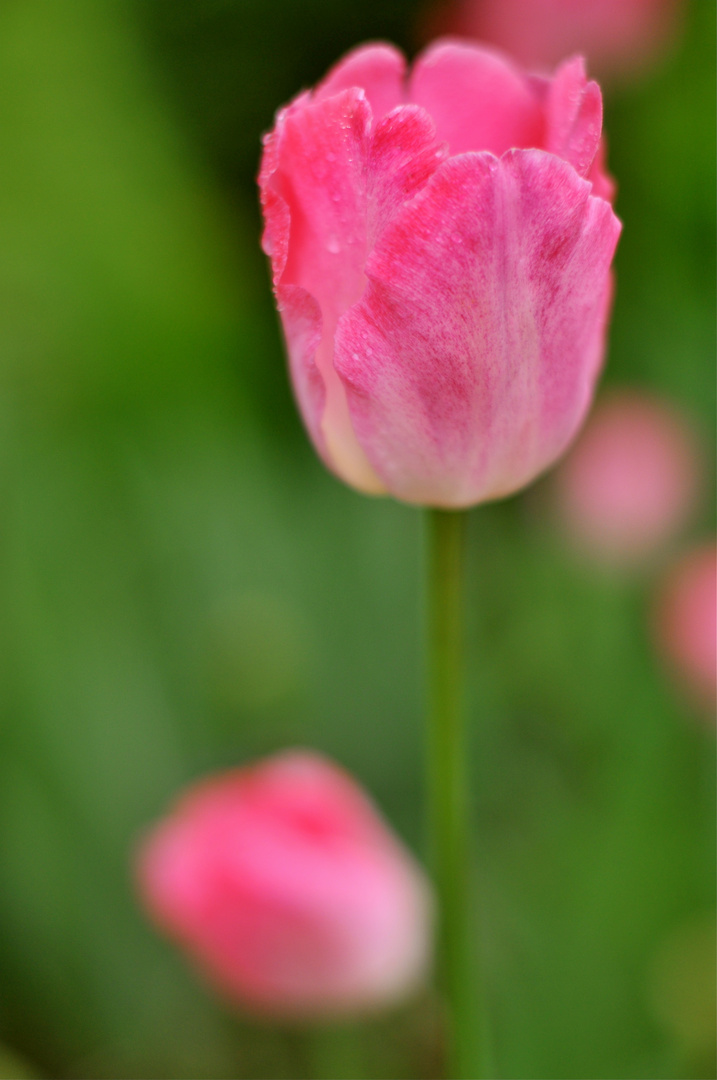 Couleurs de printemps