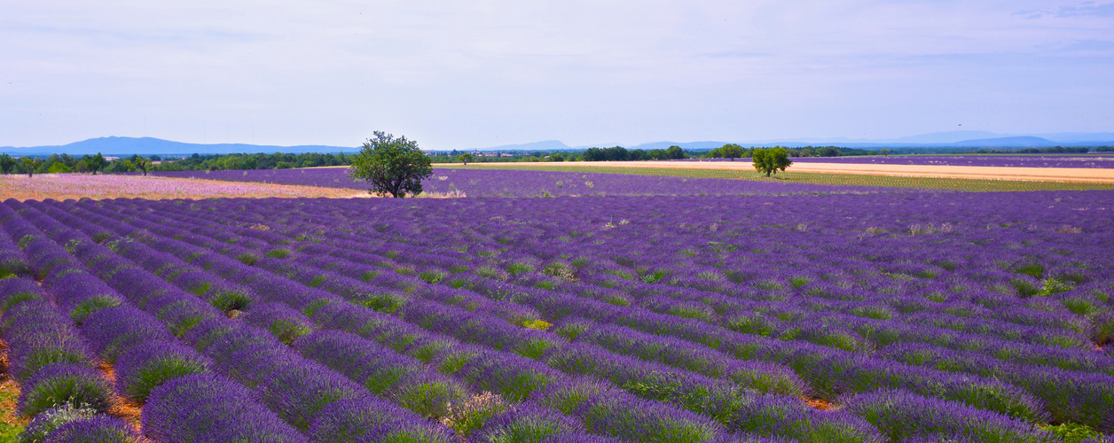 Couleurs de Provence