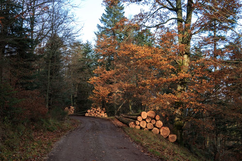 couleurs de saison